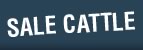 Sale Cattle